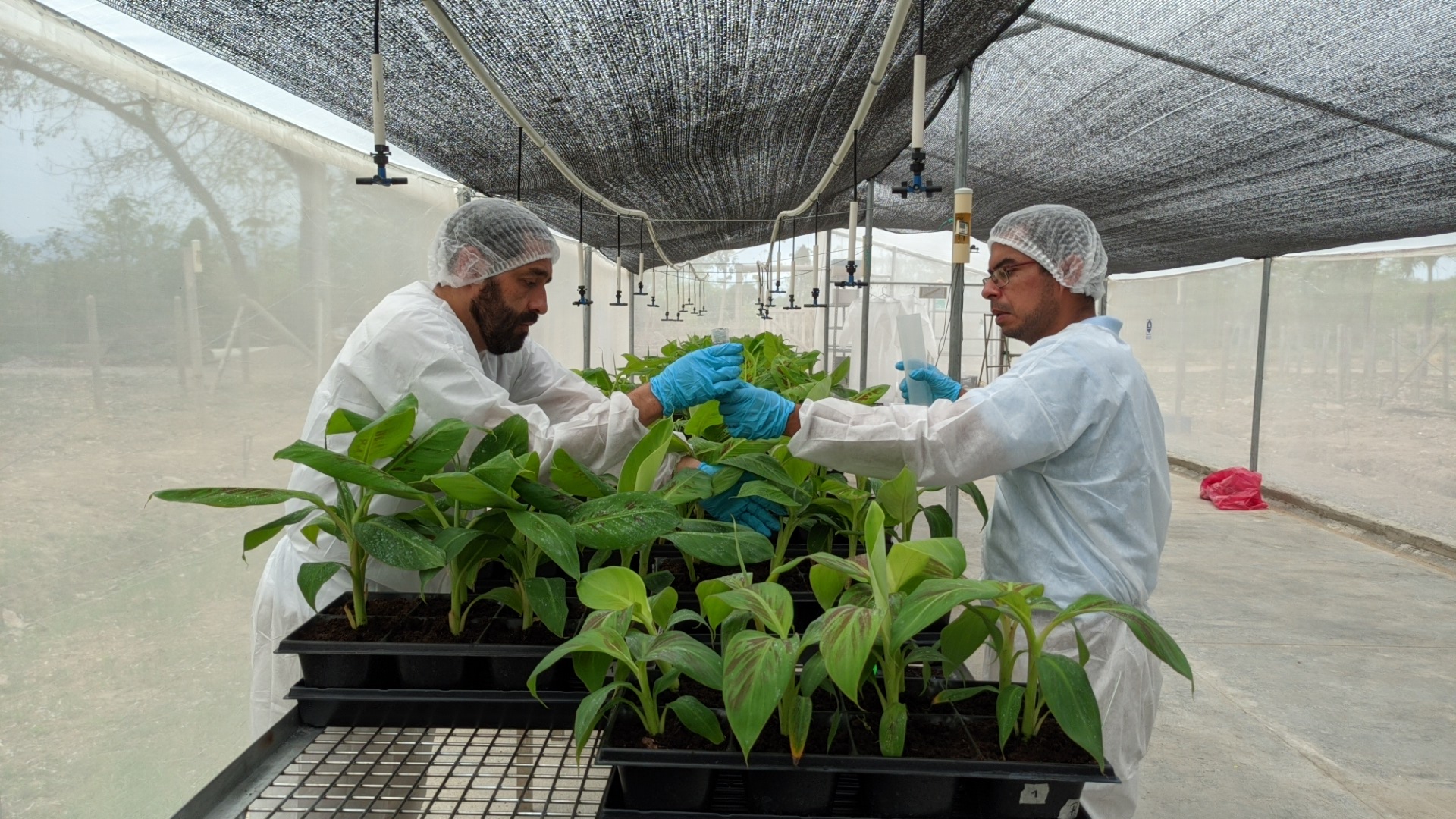 Así tratan de contener al hongo que está amenazando la producción de banano