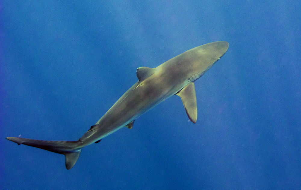 Tribunal estudiará demanda contra resolución que dio luz verde a pesca de tiburones