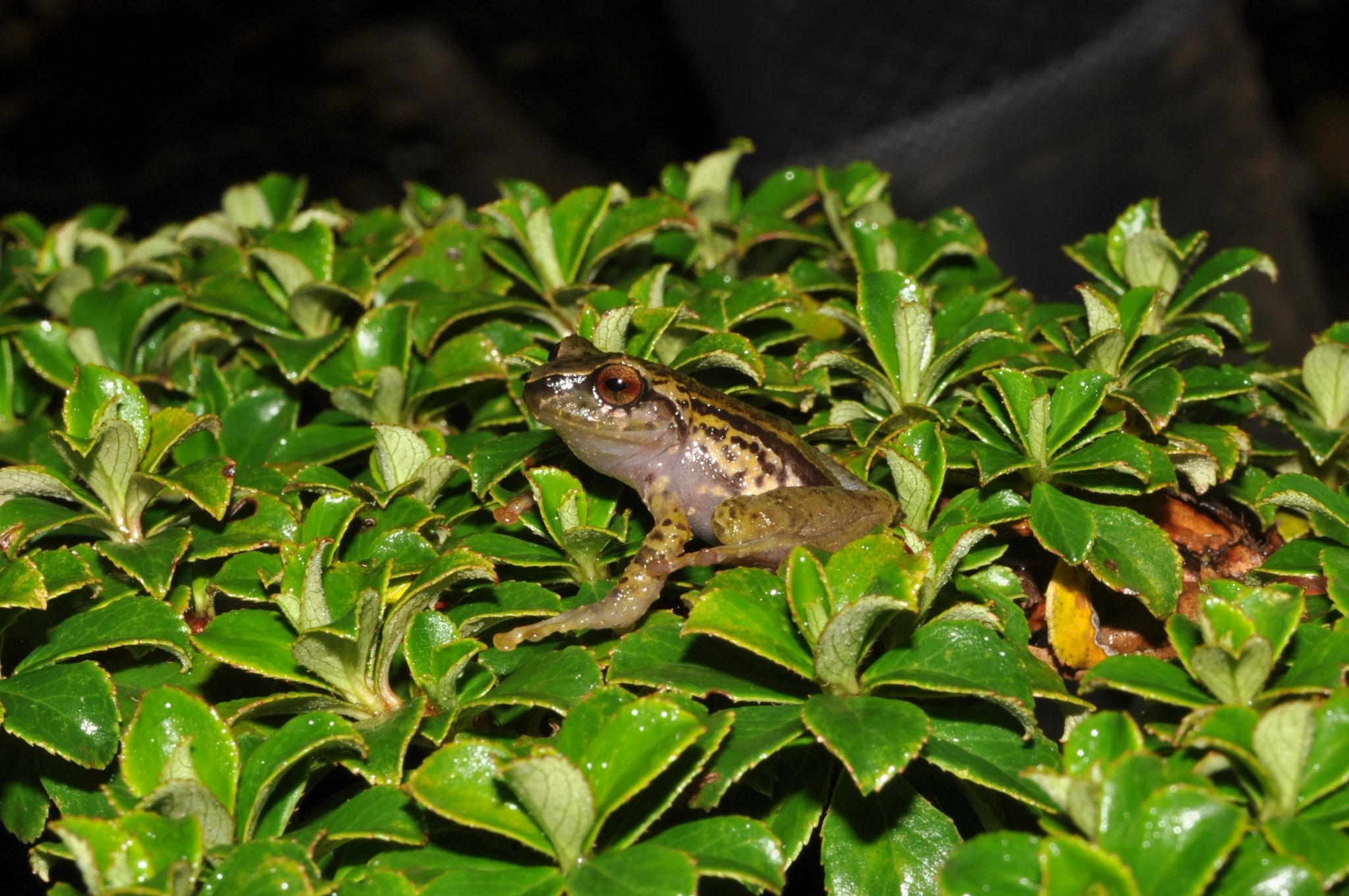 Encuentran dos nuevas especies de ranas en los Farallones de Cali
