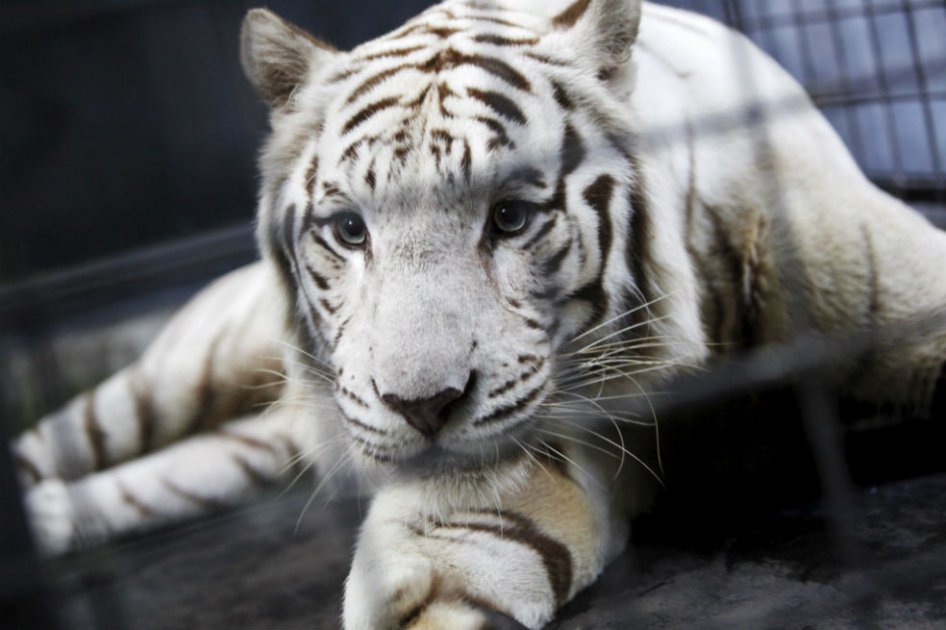Tigre blanco ataca a cuidador de zoológico y le provoca la muerte
