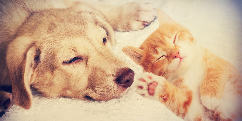 “Alimenta lo bueno”, una campaña que celebra todo lo bueno que los perros sacan de las personas