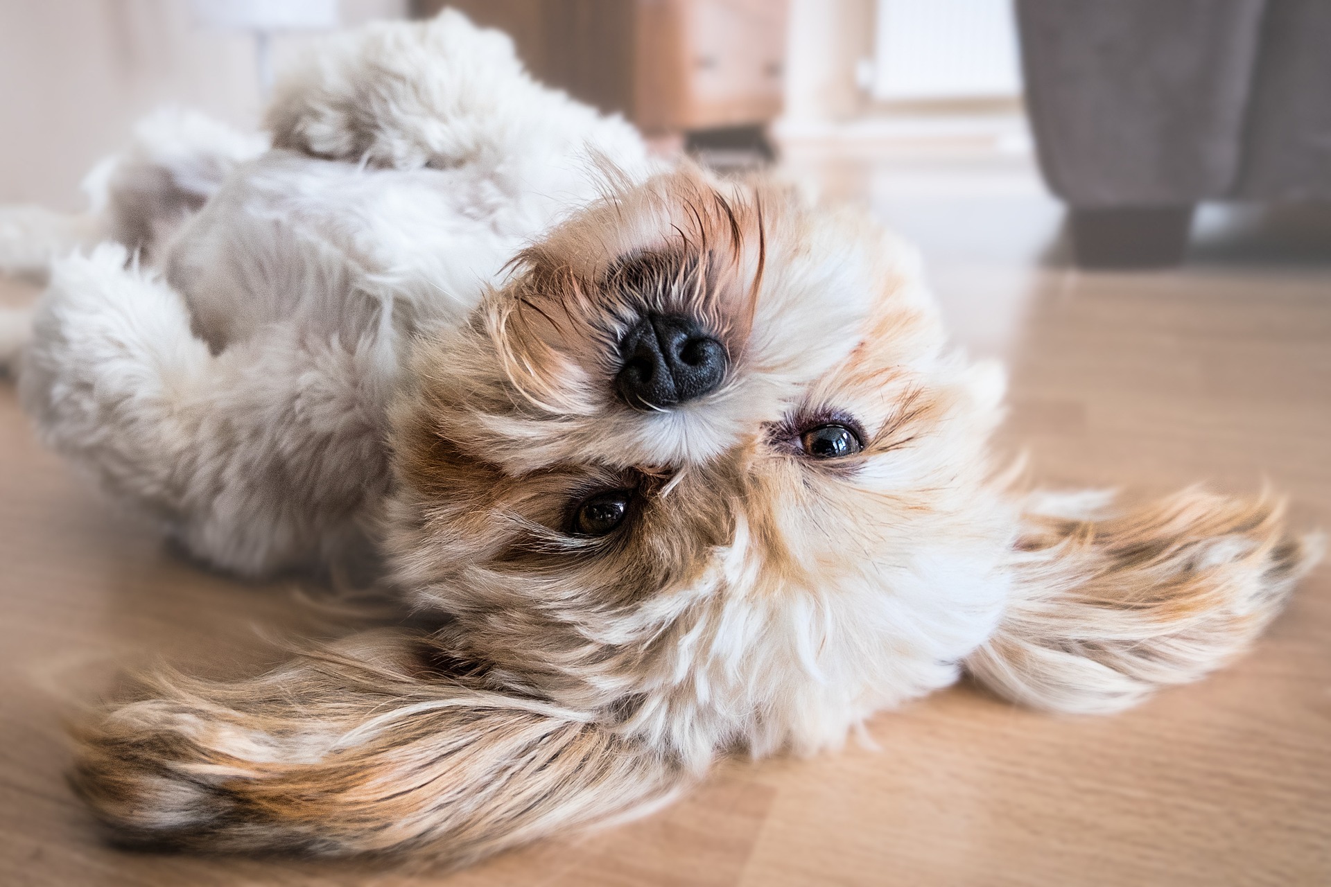 Sentido común, respeto mutuo y empatía, las claves para educar a un perro