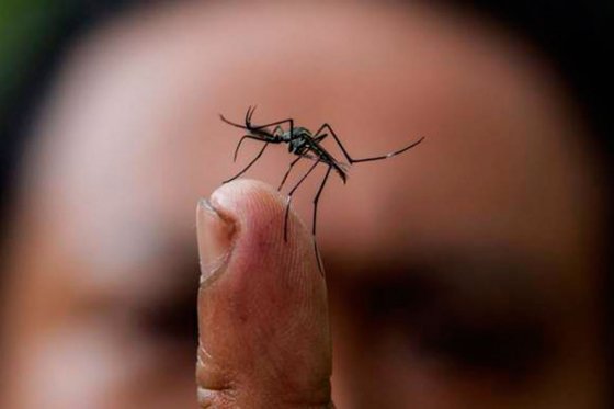El mosquito Aedes aegypti es el responsable de la transimisión del dengue, chikungunya y zika. /Foto: Archivo EFE. 