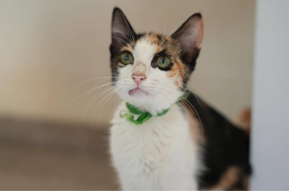 ¿Qué significa que un gato desconocido lo mire fijamente?