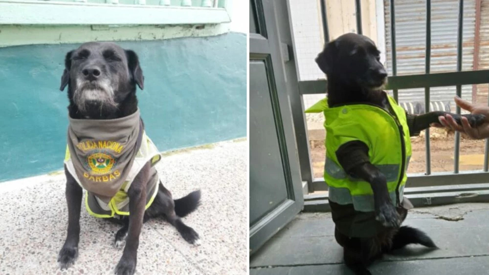 Barbas: el perrito policía que se convirtió en la mascota de Concepción, Antioquia
