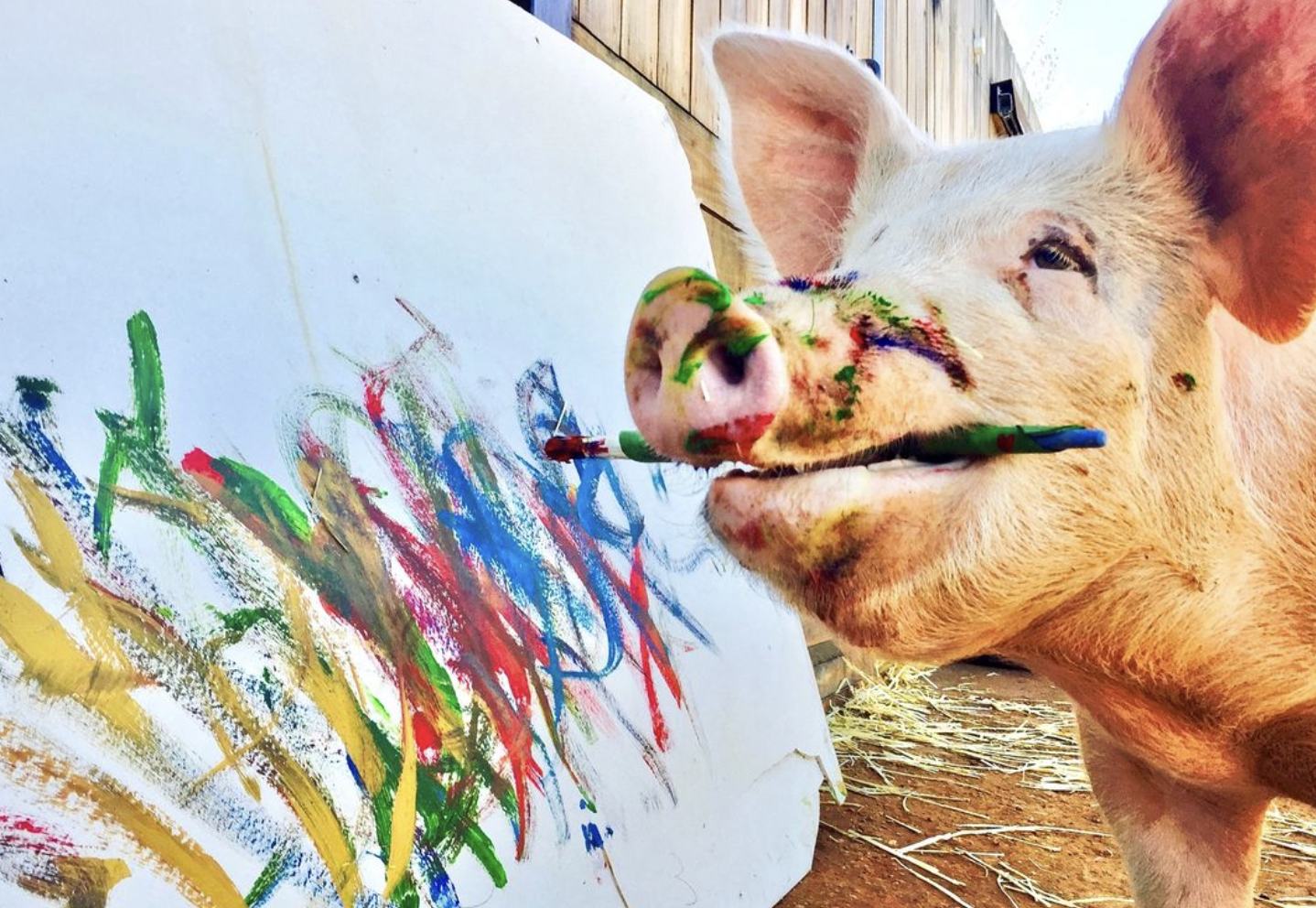 Murió Pigcasso: “la artista no humana más exitosa de la historia mundial”