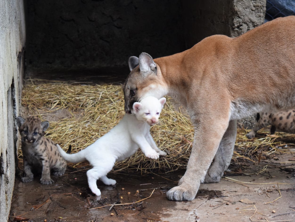 Puma albino