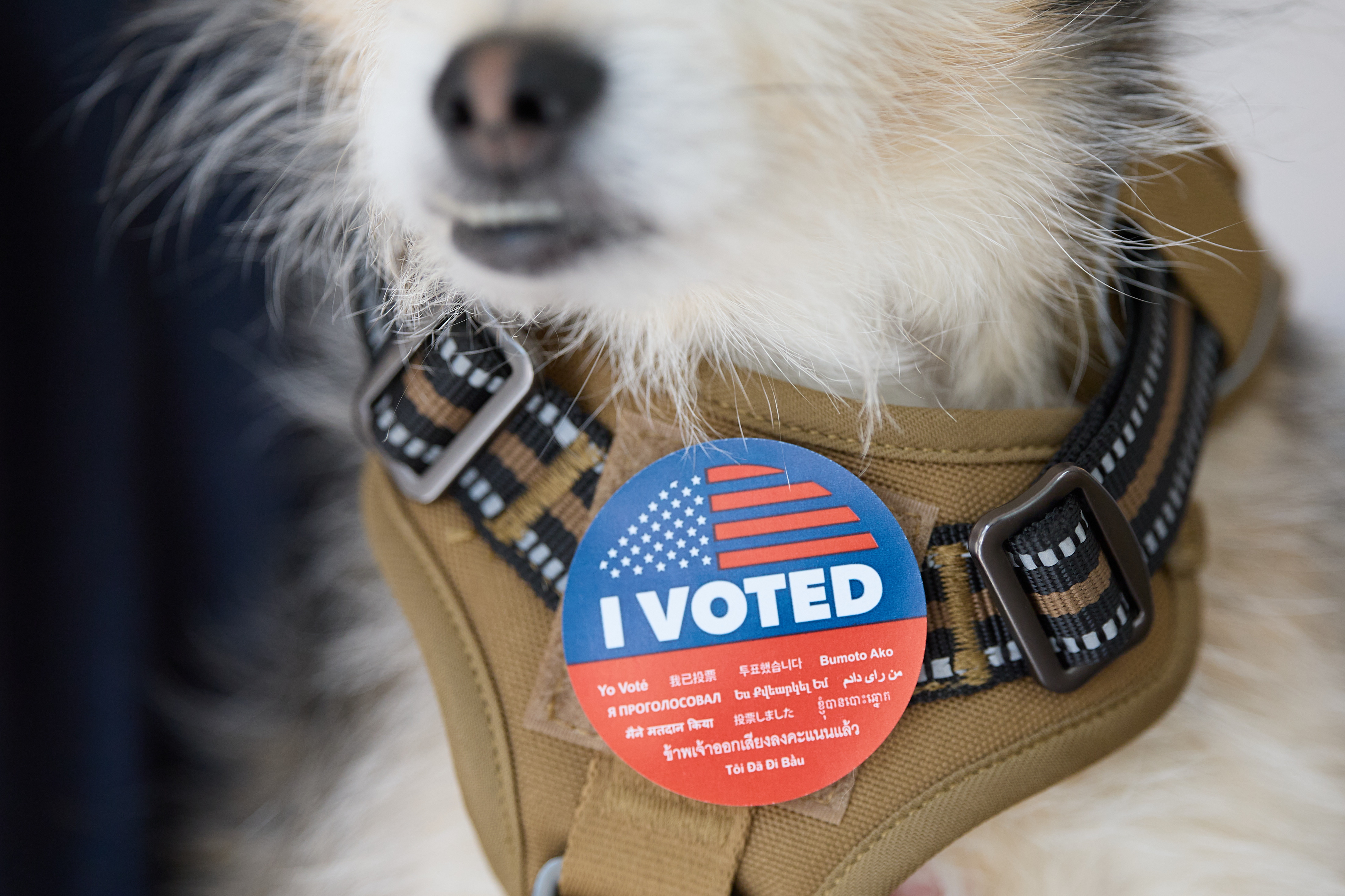 Los Angeles (United States), 05/03/2024.- A dog wears an 'I Voted' sticker at the Connie Norman Transgender Empowerment Center in Los Angeles, California, USA, 05 March 2024. On 'Super Tuesday,' voters in 16 states and territories cast their ballots for presidential candidates in the 2024 United States primary elections. (Elecciones, Estados Unidos) EFE/EPA/ALLISON DINNER