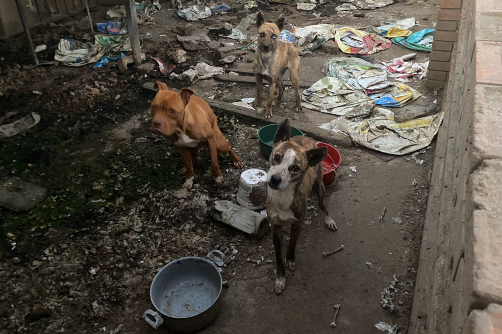 Rescatan perritos que llevaban abandonados 8 meses viviendo entre la basura