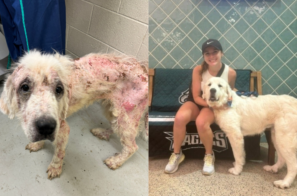 Un nuevo comienzo para Coda: la increíble transformación de un perro rescatado