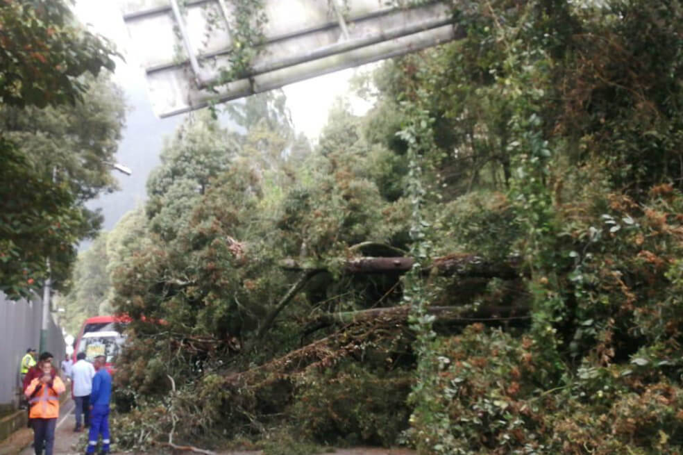 Se presenta congestión vehicular en la Circunvalar por caída de un árbol