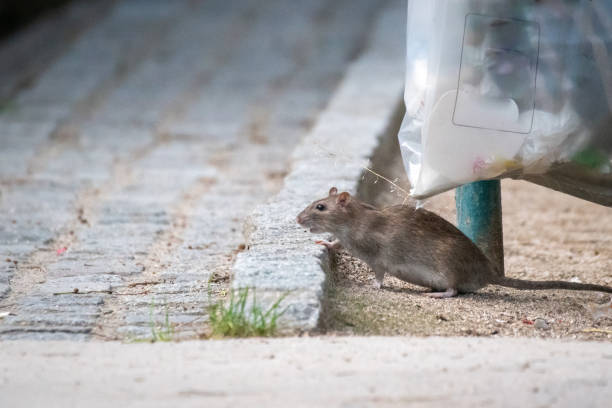 Las ratas sí son un problema de salud pública. La pregunta es cómo controlarlas