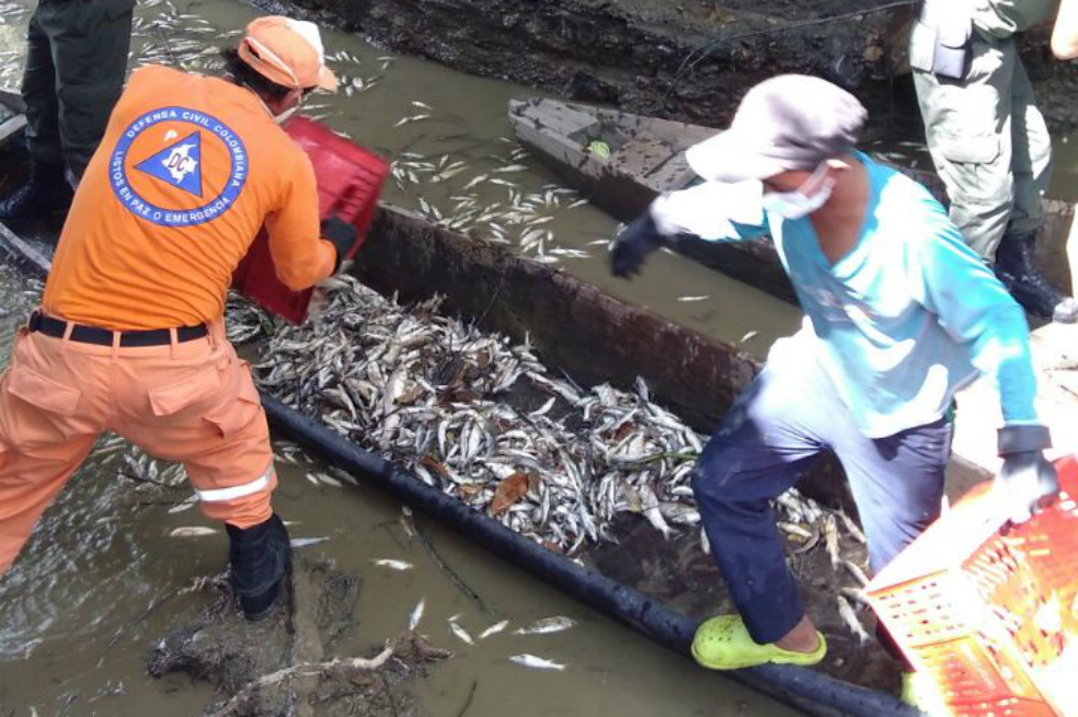 Preocupación por mortandad de peces en el río Magdalena