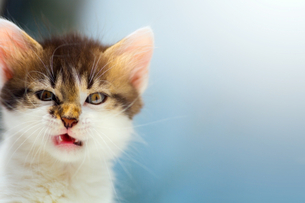Por primera vez se demuestra que los gatos si desarrollan apego a sus dueños