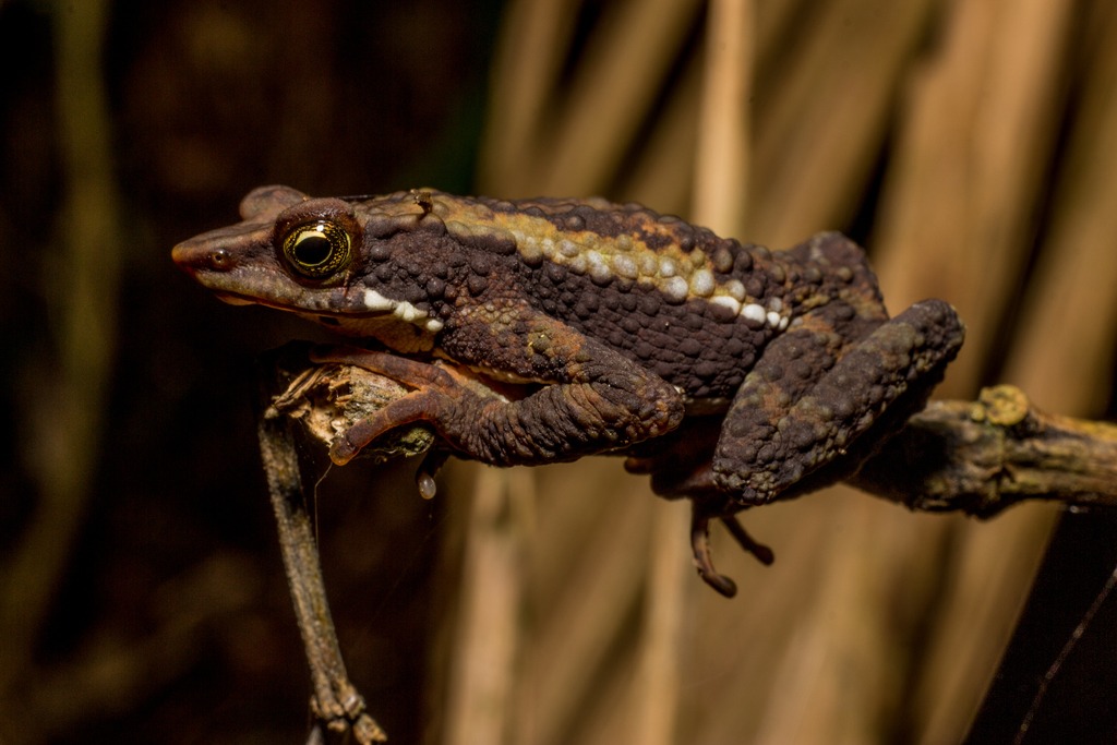 Atelopus laetissimus (Rana Arlequín, en la Sierra Nevada de Santa Marta). // Foto Andrés Montes-Correa