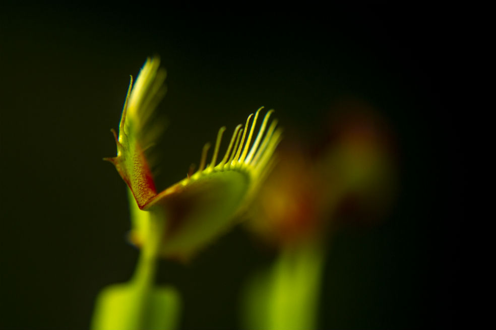 Galería: Jardín Botánico presentará exposición de plantas carnívoras en Bogotá