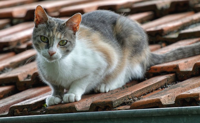 ¿Qué significa cuándo un gato mira directamente a los ojos a una persona?