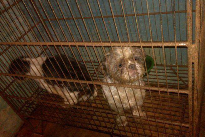 Imputan a veterinario de criadero ilegal que maltrató a 44 perros en Bogotá