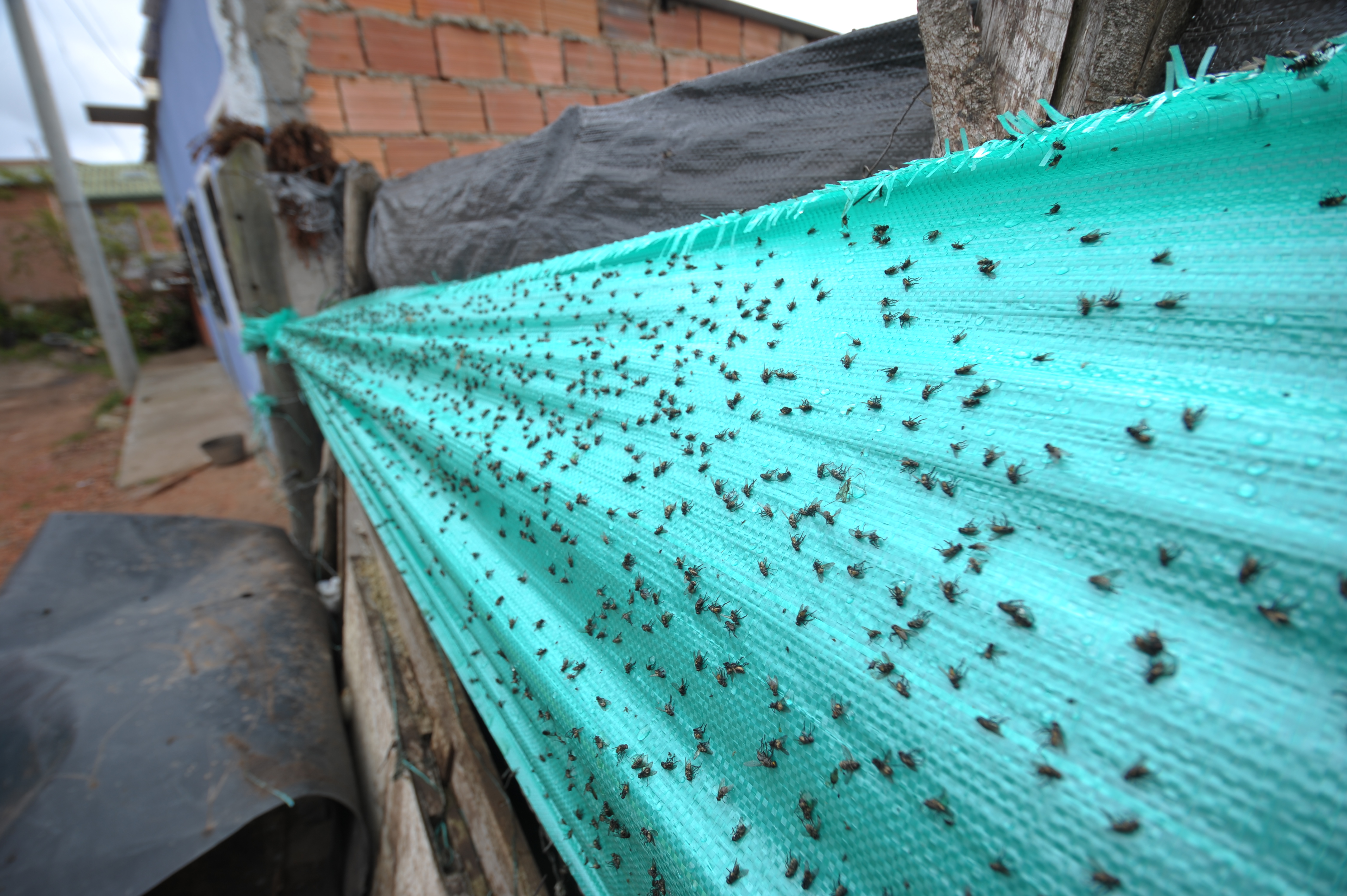 «Las moscas se levantan como nubes”: vecinos de Doña Juana denuncian aumento de insectos