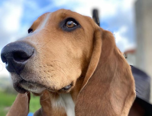 “Te amaré por siempre”, así se despidió Carmen Villalobos de su perro Capuchino
