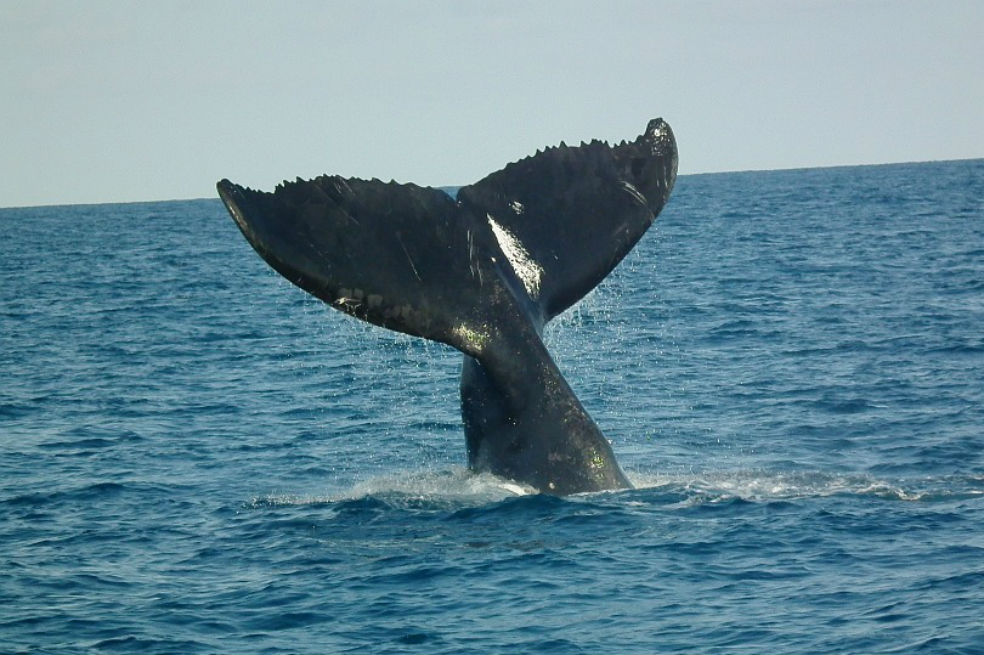 Sphyrna: un dron para identificar y proteger especies marinas en el Mediterráneo