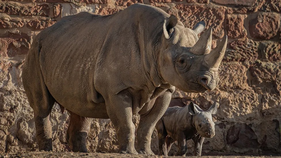 Buenas noticias: nace un rinoceronte negro oriental en peligro crítico de extinción