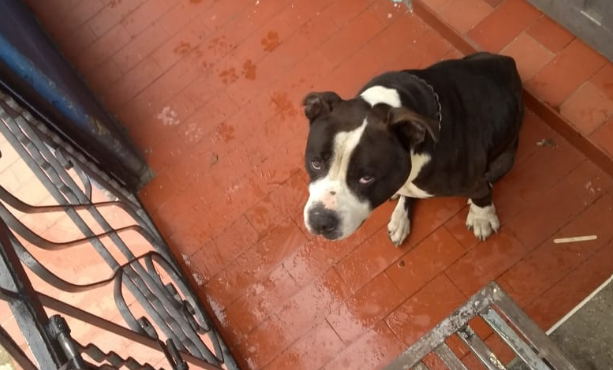 ¿Los ha visto? Tatto, Coquito, Kira y otros animales perdidos en Bogotá