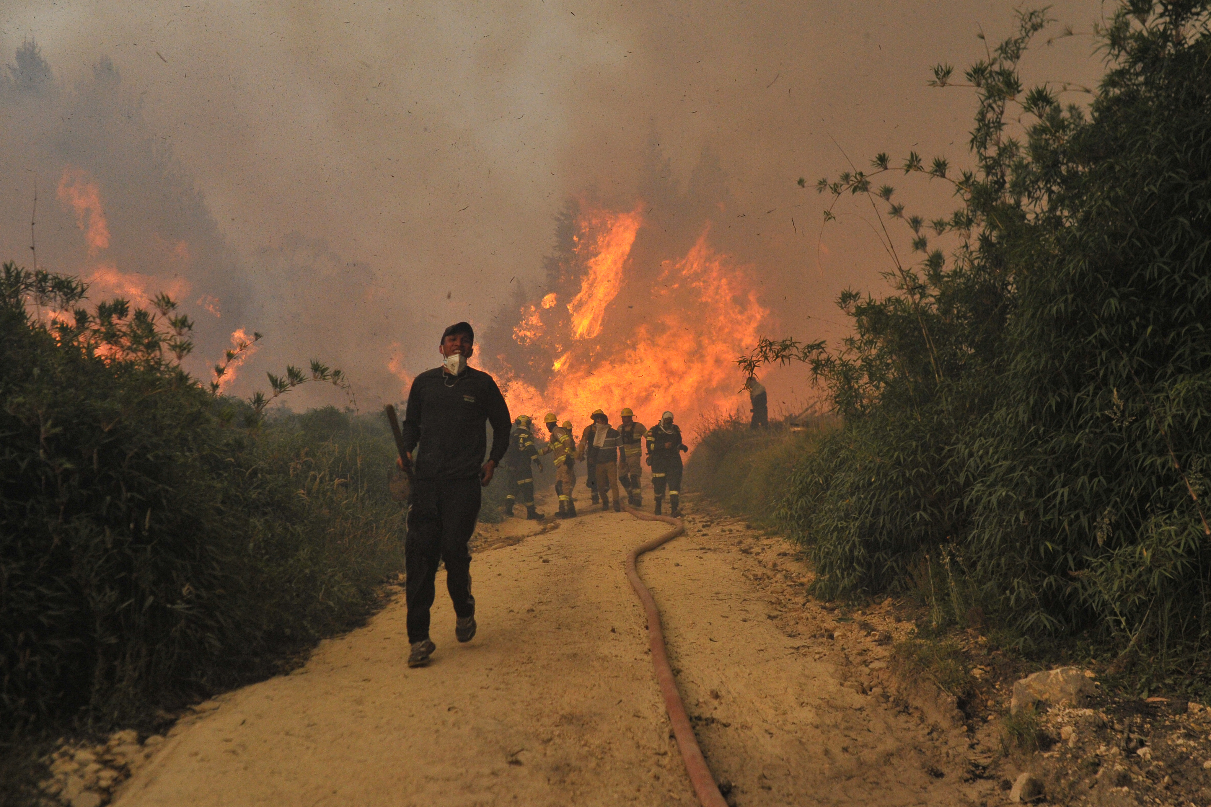 Las especies invasoras que alimentan los incendios forestales de Bogotá