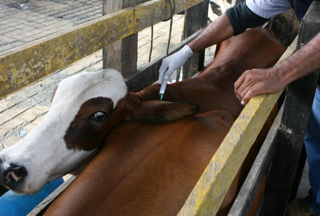 Colombia arranca programa de vacunación para recuperar estatus de libre de aftosa