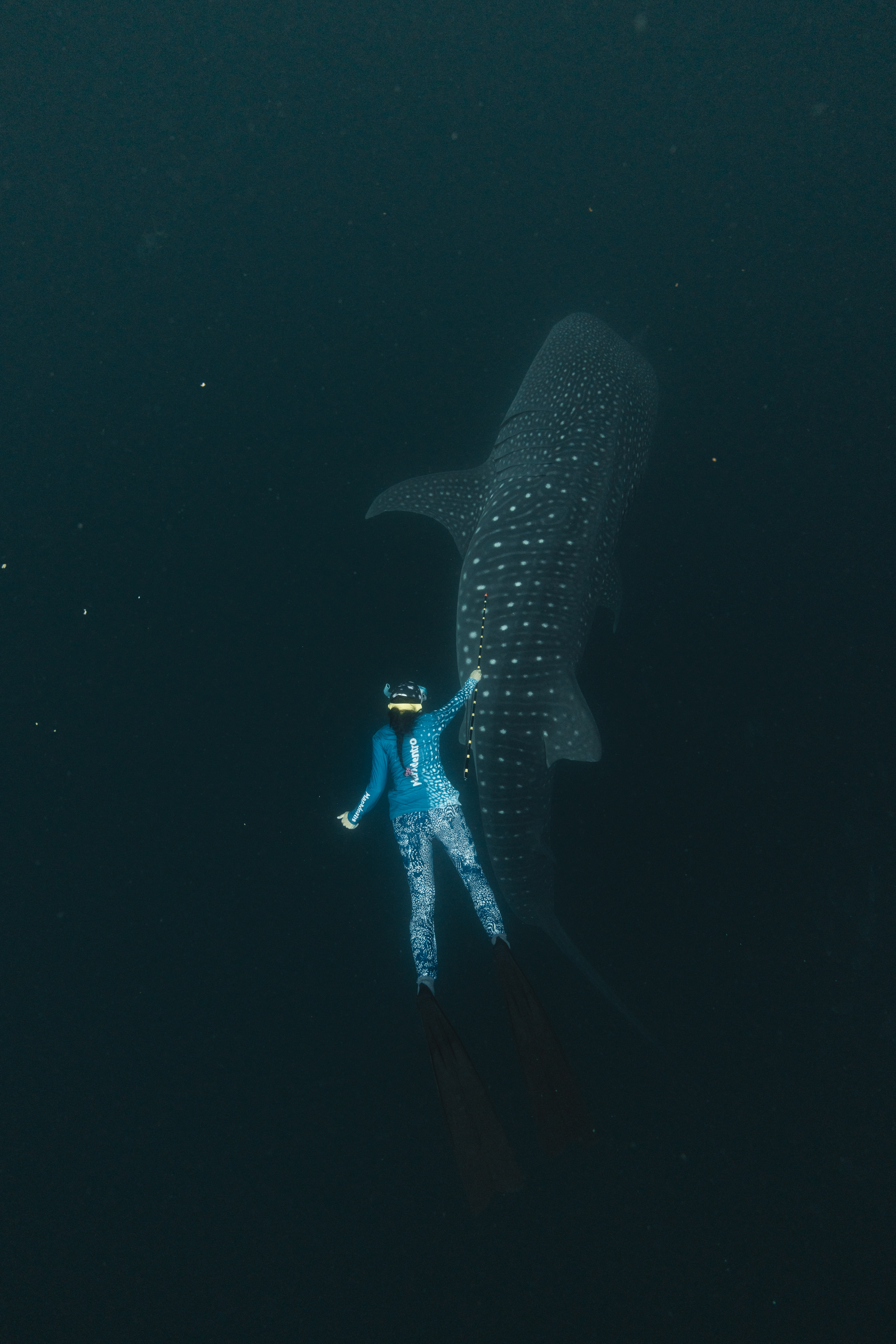 Tiburón ballena en Colombia