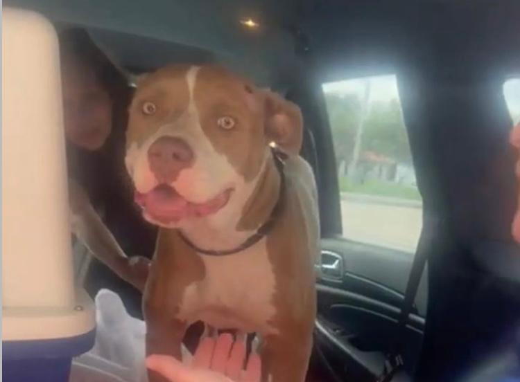 Miracle, la perrita que recibió un balazo en la cabeza y ahora lucha por su vida