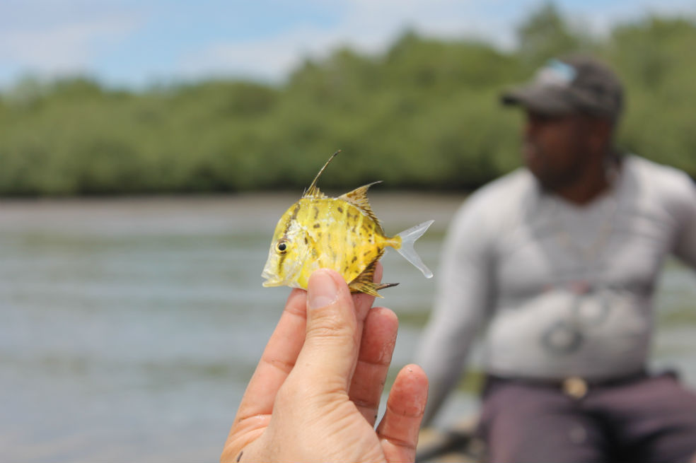 Bahía de Buenaventura: ¿ahogada en mercurio?