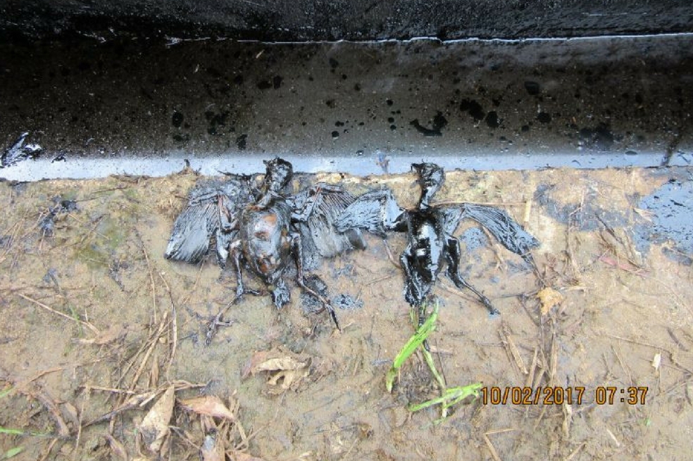 Los indígenas del Amazonas comen animales de zonas contaminadas