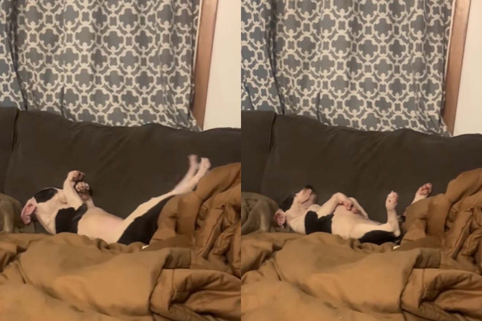 Con este gesto supo que el perro que adoptó por fin se sentía seguro (video)