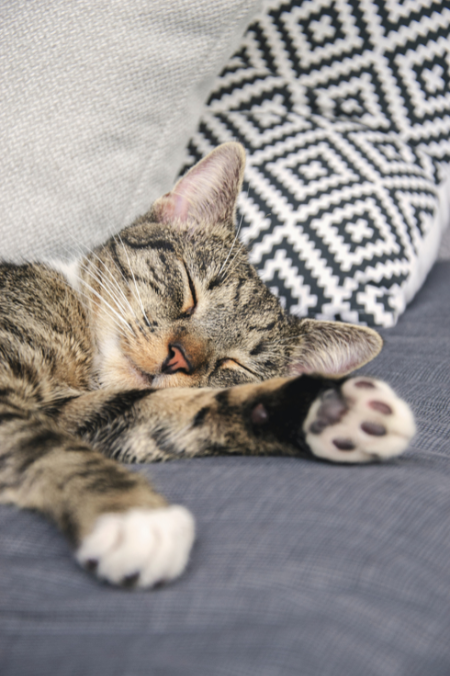 ¿Cuál es la raza de gato más cariñosa? Revisa si tu mascota está en la lista