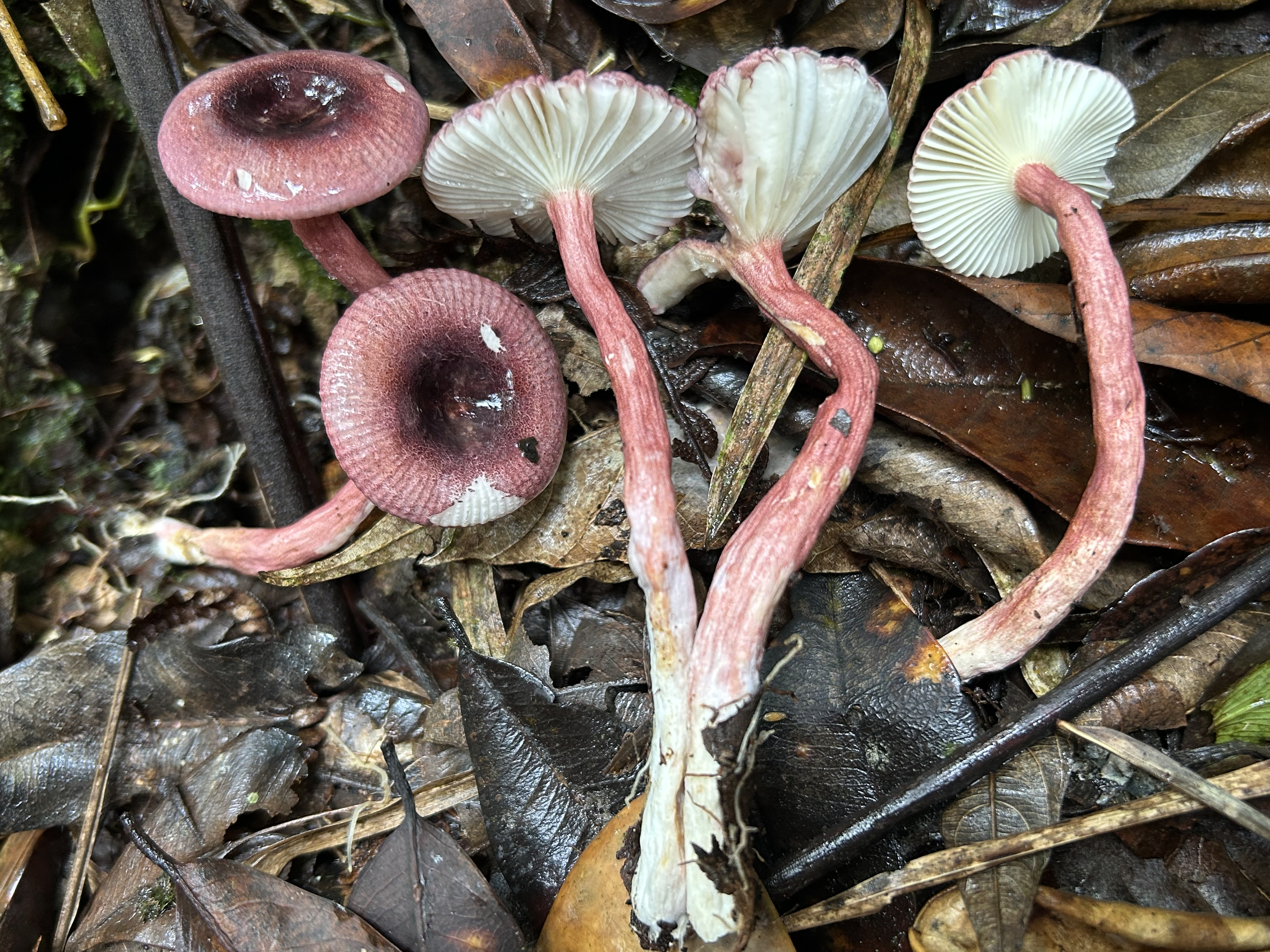 Esta es Russula esperanzae, una de las especies de hongos recientemente descrita por los investigadores.