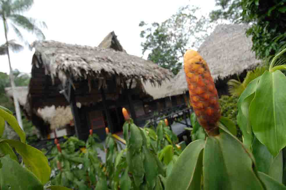 ‘Recuperar el verde de la selva, no el verde de los dólares’