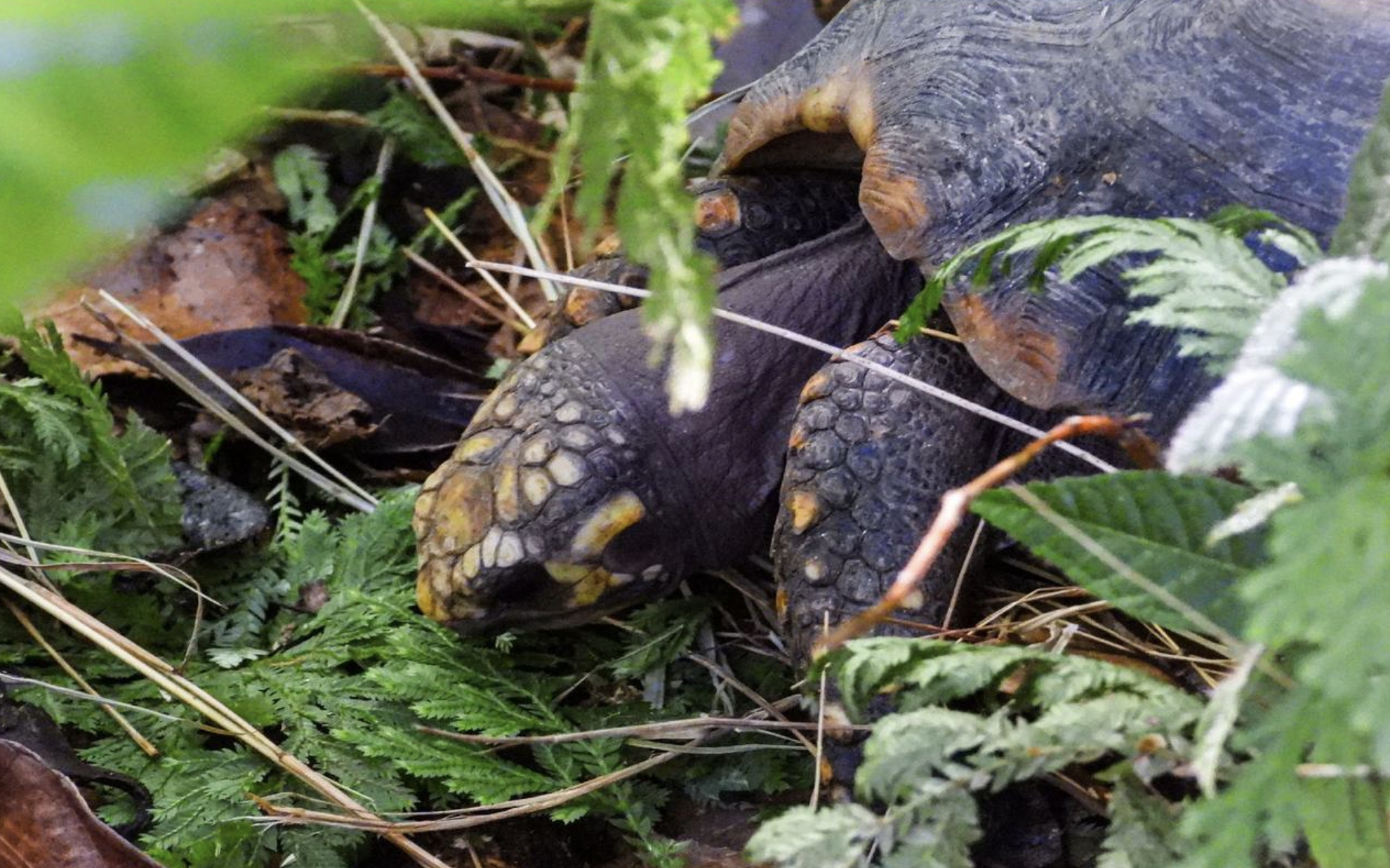 Más de 700 animales vuelven a su hogar en el Magdalena Medio
