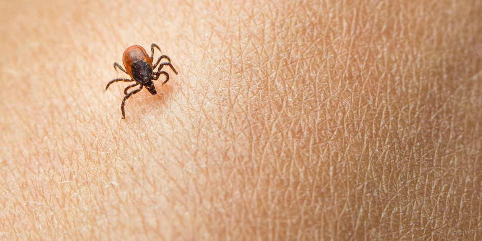 La enfermedad de Lyme, un monstruo invisible