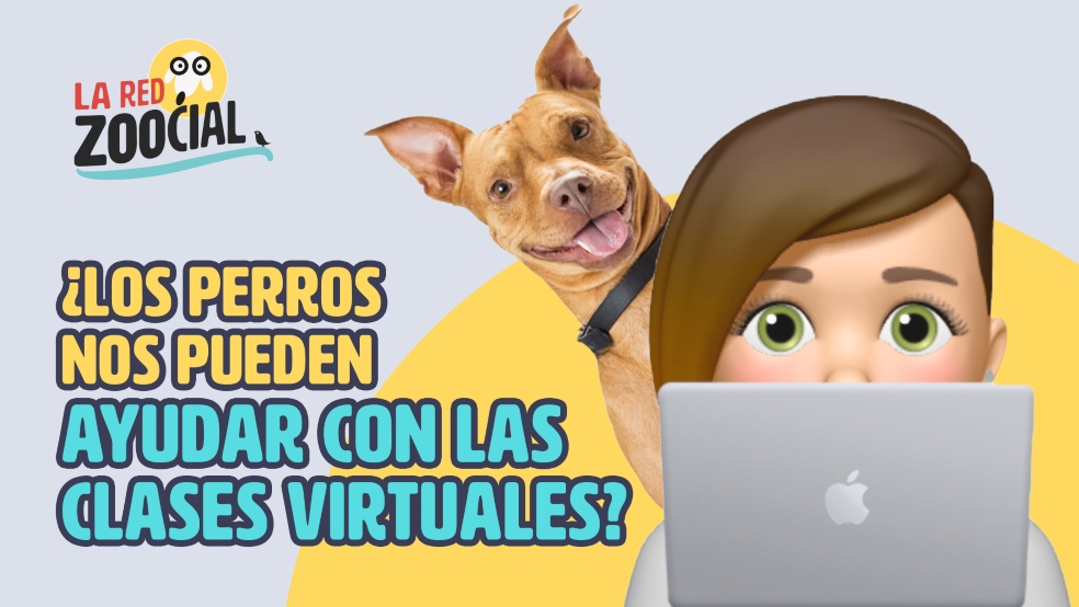 Los perros son grandes aliados en la educación infantil.