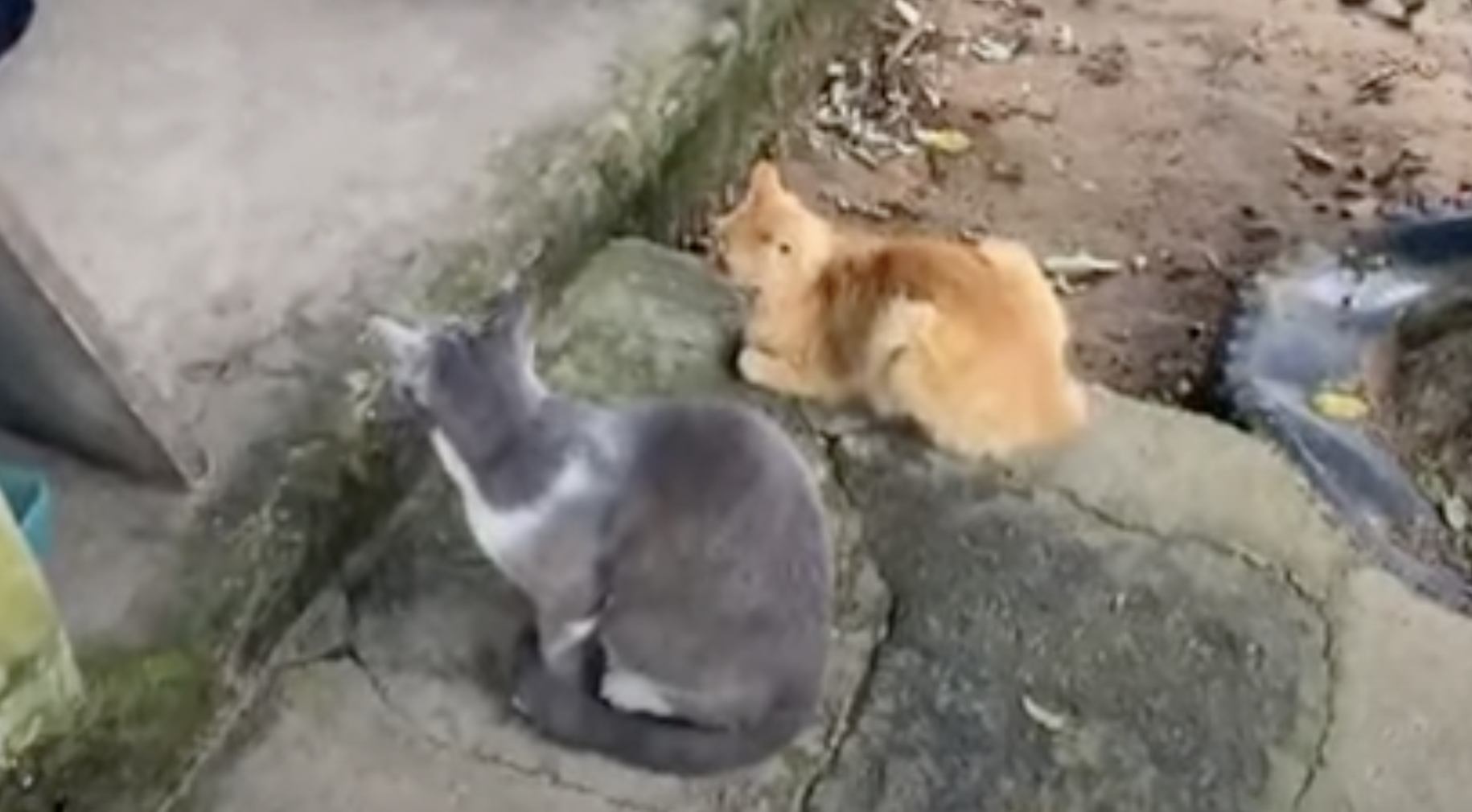 En Yopal: presuntamente amenazaron a la cuidadora de 120 gatos por el olor de su orina