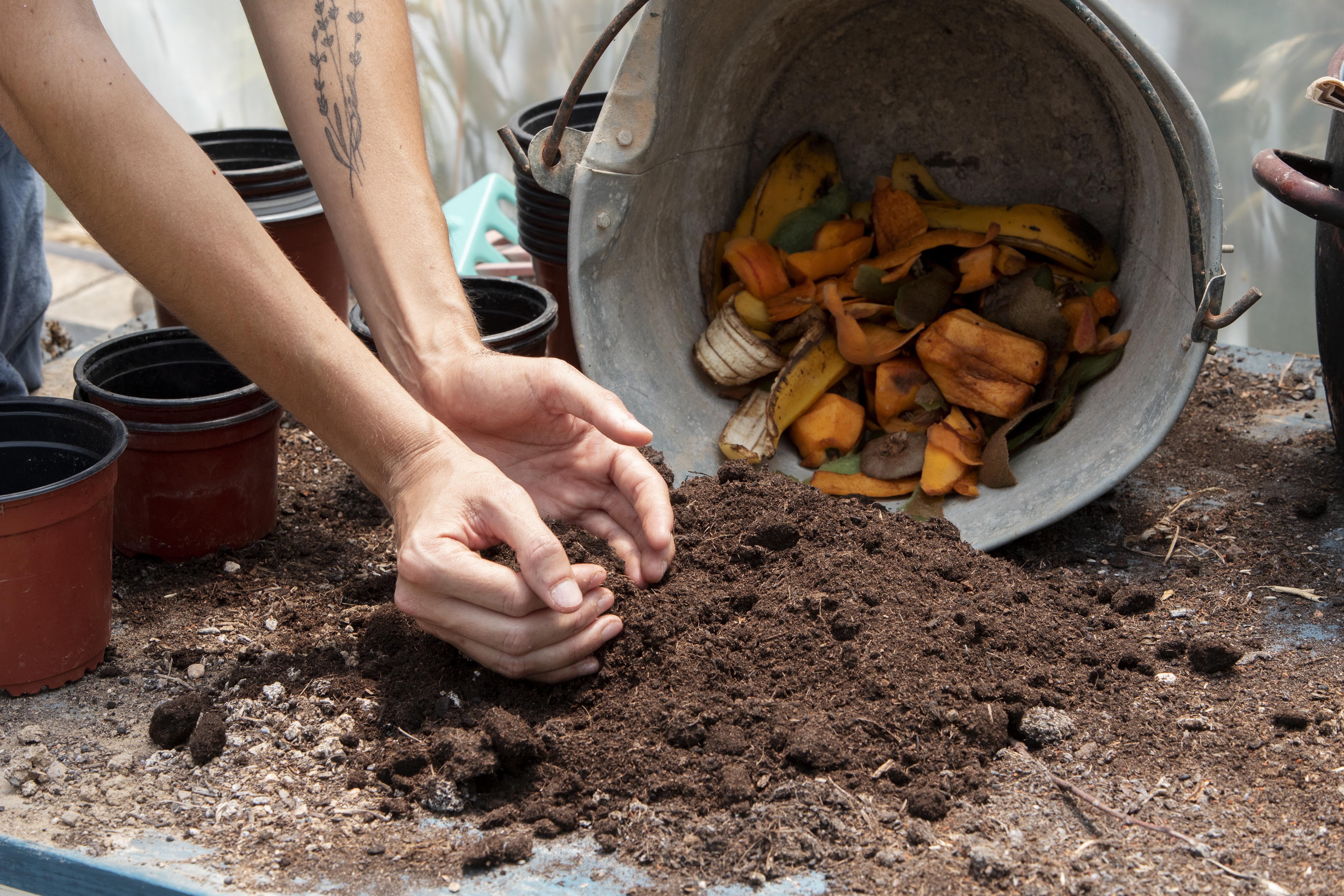 Cinco fertilizantes caseros para plantas: nutra su jardín de forma natural