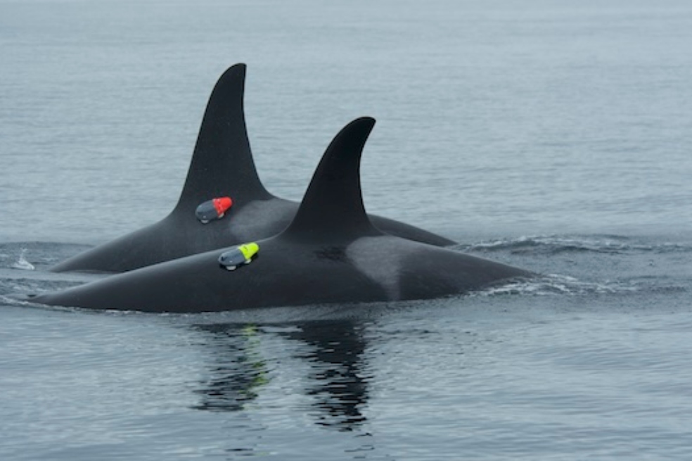 El equipo empleó drones lanzados por el Instituto Hakai, cámaras submarinas y sensores adheridos a la piel de las orcas mediante ventosas.