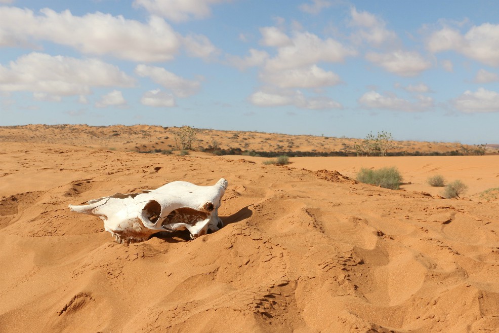 Parques eólicos y solares podrían aumentar lluvias en el Sahara