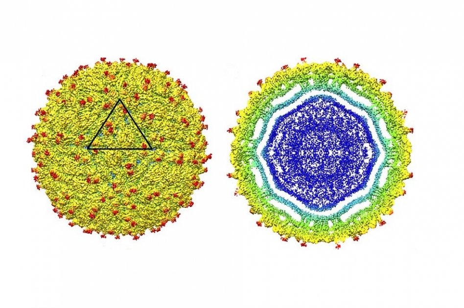 La primera ‘foto’ del zika
