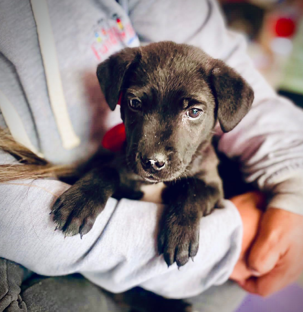 Una ruta para enamorarse de perros y gatos que buscan hogar en Colombia