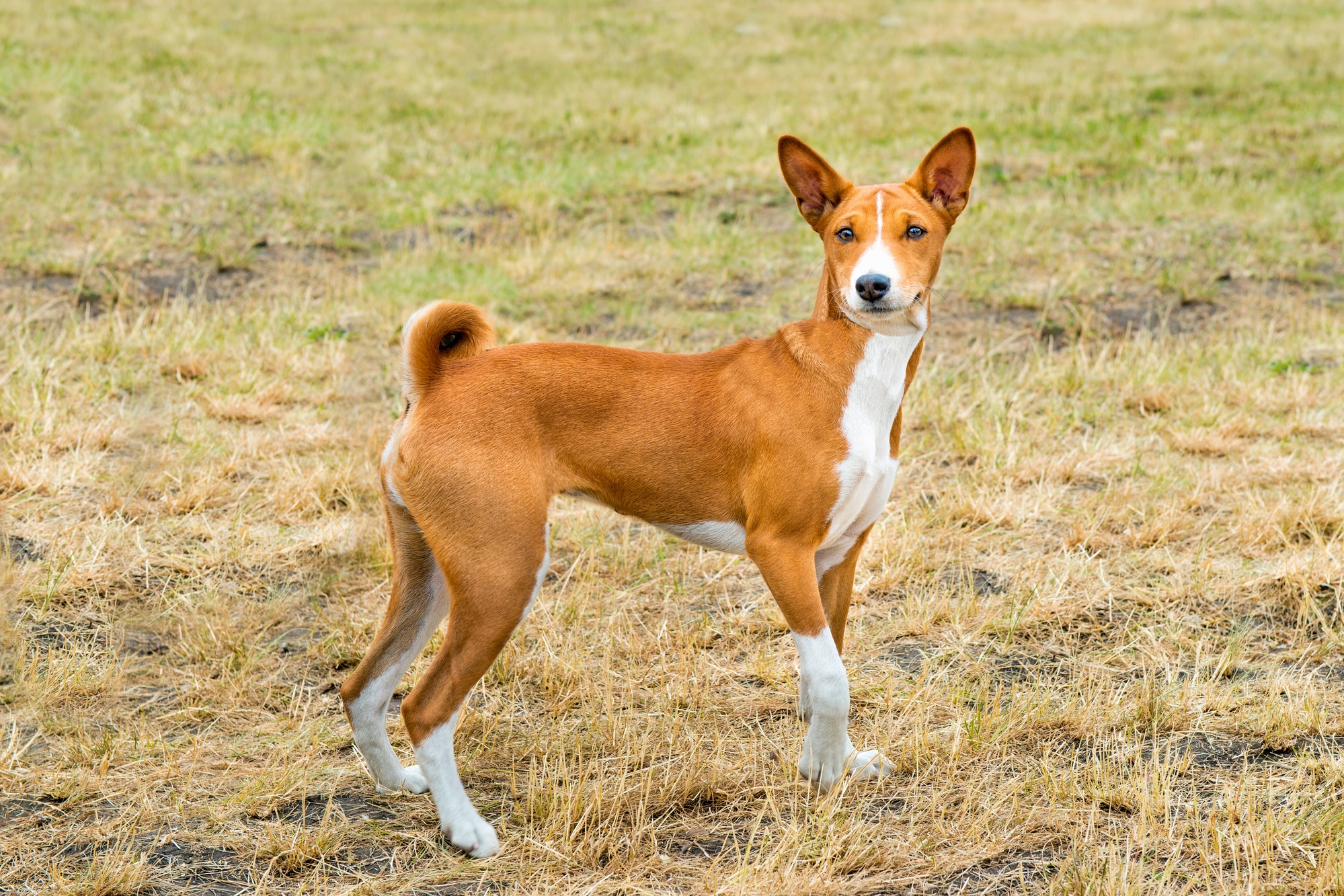 ¿A qué edad es mejor castrar a un perro?