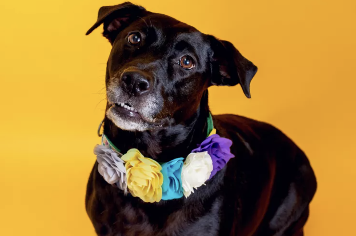Cosas que no nos dicen sobre tener un perro en casa