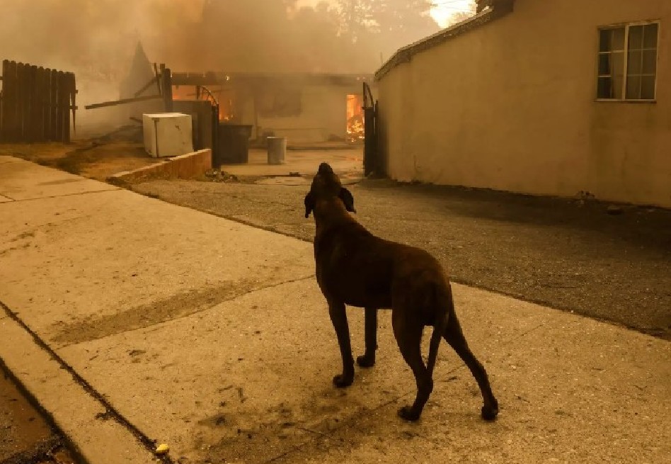 Los incendios en Los Ángeles desatan una crisis para las mascotas y sus dueños