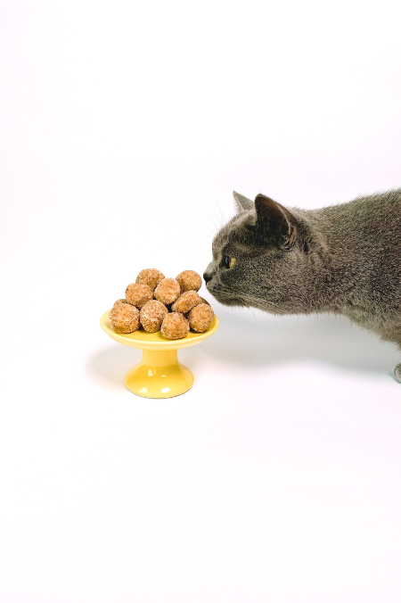 Comida humana para gatos: qué darle y que no a tu mascota